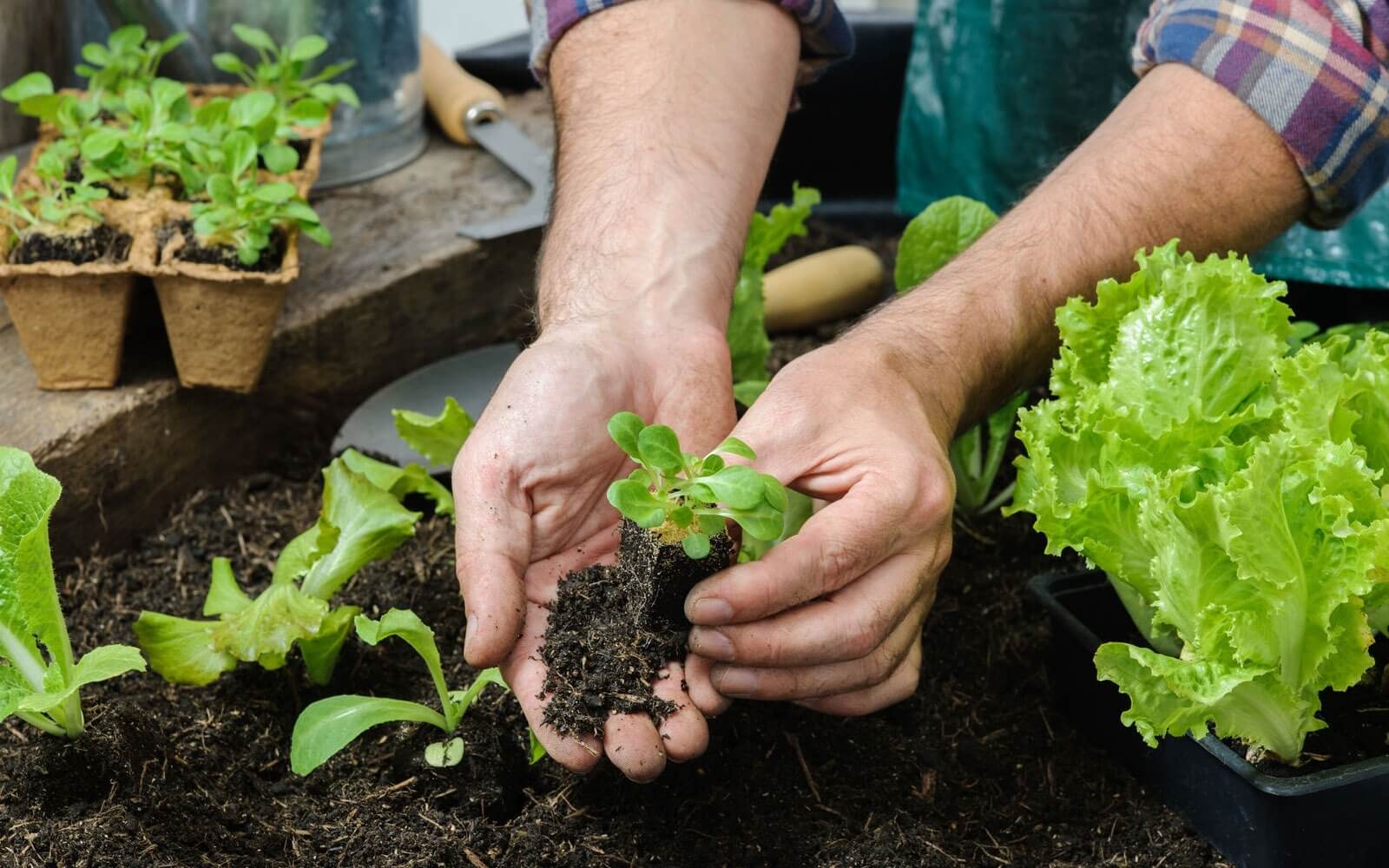 Ternyata, Berkebun Sangat Bermanfaat bagi Kesehatan Penderita Diabetes